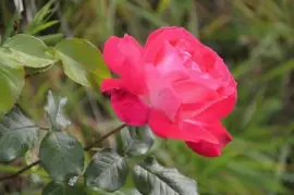 Imagem jigsaw puzzle