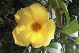 FLOR AMARELA jigsaw puzzle