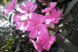 FLOR COR DE ROSA jigsaw puzzle