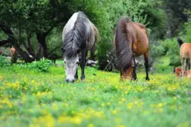 Imagem jigsaw puzzle