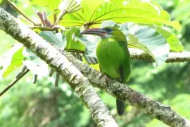 Tucanetto beccosolcato