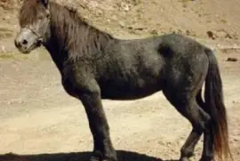 Riding everest jigsaw puzzle