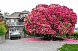 flores jigsaw puzzle