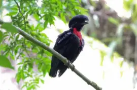 Parasole collonudo jigsaw puzzle