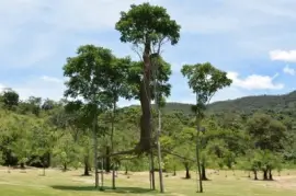 natural jigsaw puzzle