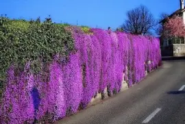 flores jigsaw puzzle