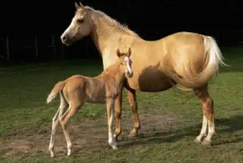 Guoxia jigsaw puzzle