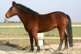 French jigsaw puzzle