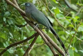 Malkoha blue faled