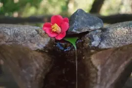 Agua e flor jigsaw puzzle