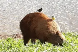 Tranquila jigsaw puzzle