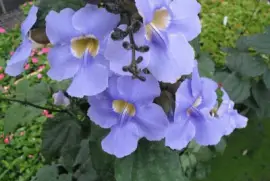 Thunbergia
