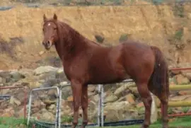 Nooitgedacht jigsaw puzzle