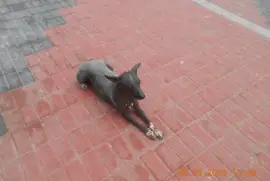 Cachorro na Praça Peruana
