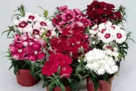 פאזל של flores