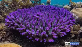 Beautiful Acropora Coral-Papua New Guinea jigsaw puzzle