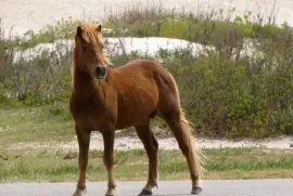 Sabe island jigsaw puzzle