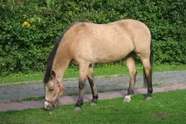 Buckskin new forest jigsaw puzzle