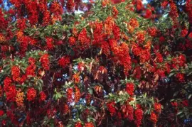 TX Guadalupe Nat Park - Madrone in bloom jigsaw puzzle
