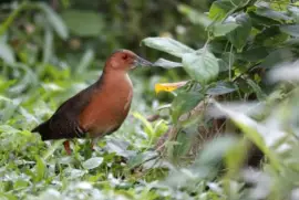 Schiribilla panciafasciata jigsaw puzzle