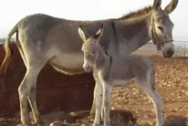 Tutte le razze jigsaw puzzle