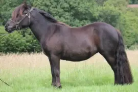 German riding jigsaw puzzle