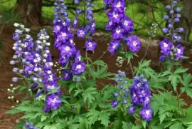 Purple Passion Delphinium Flowers jigsaw puzzle
