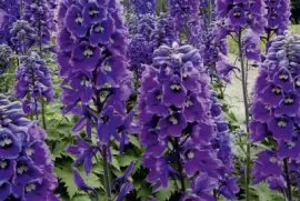 Purple Delphinium Garden Flowers jigsaw puzzle