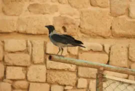 ××›×–×™×‘ jigsaw puzzle