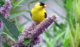 Goldfinch on Edible Anise Hyssop Flowers jigsaw puzzle