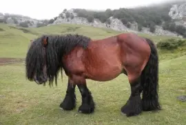 Basque jigsaw puzzle