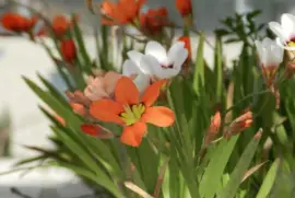 Flowers jigsaw puzzle