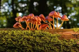 Imagem jigsaw puzzle