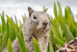 Imagem jigsaw puzzle