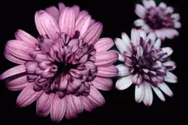 Imagem jigsaw puzzle