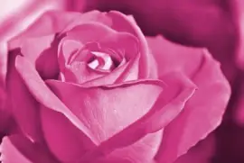 Imagem jigsaw puzzle