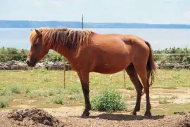 Miyako jigsaw puzzle