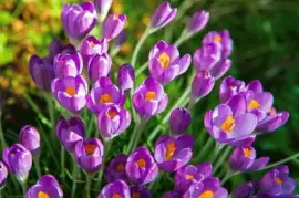 Beautiful Spring Crocus Flowers jigsaw puzzle
