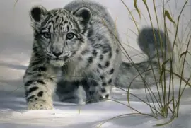 leopardo