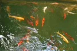 Carpas  coloridas