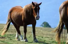 Navarra jigsaw puzzle