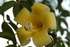 Beatifull jigsaw puzzle