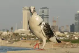 Paloma jigsaw puzzle