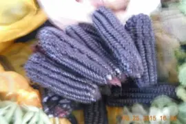 Espigas de Milho Negro