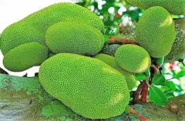 frutas jigsaw puzzle