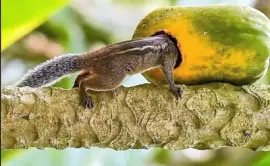 natural jigsaw puzzle