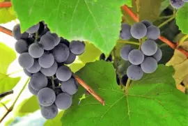 frutas jigsaw puzzle