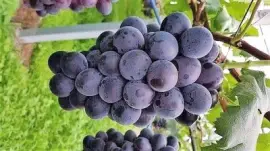 frutas jigsaw puzzle