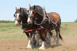 Imagem jigsaw puzzle