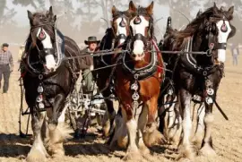 Imagem jigsaw puzzle